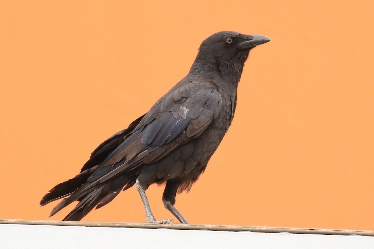 Little Raven - ML646103643