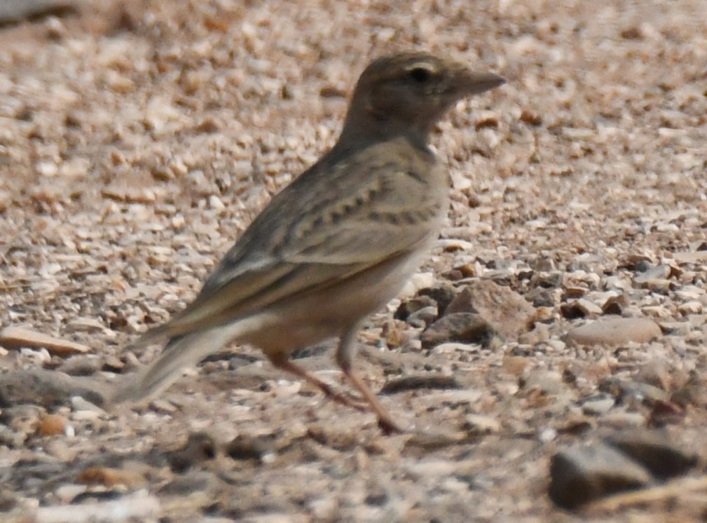 Mongolian Short-toed Lark - ML646103644