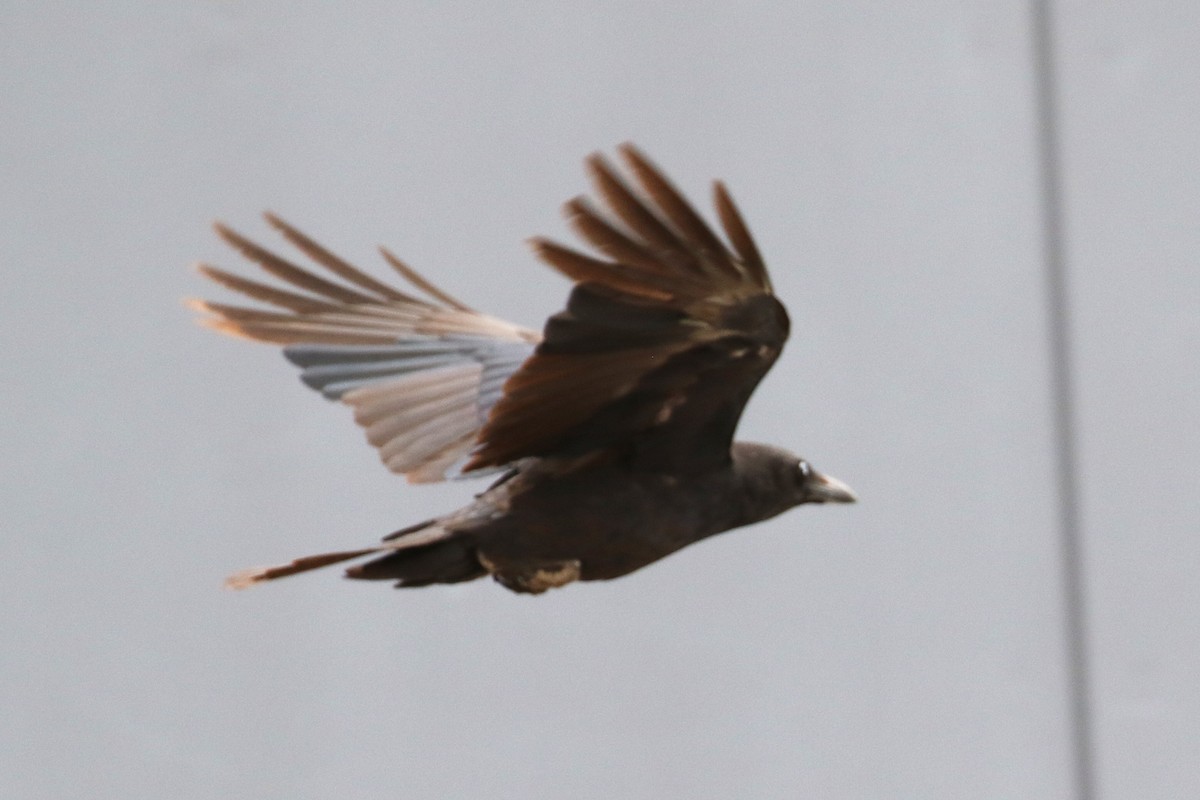 Little Raven - ML646103645