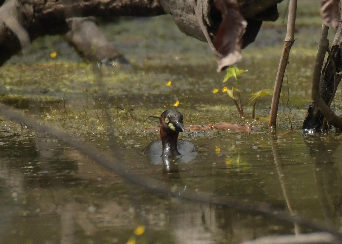 Little Grebe - ML646103647