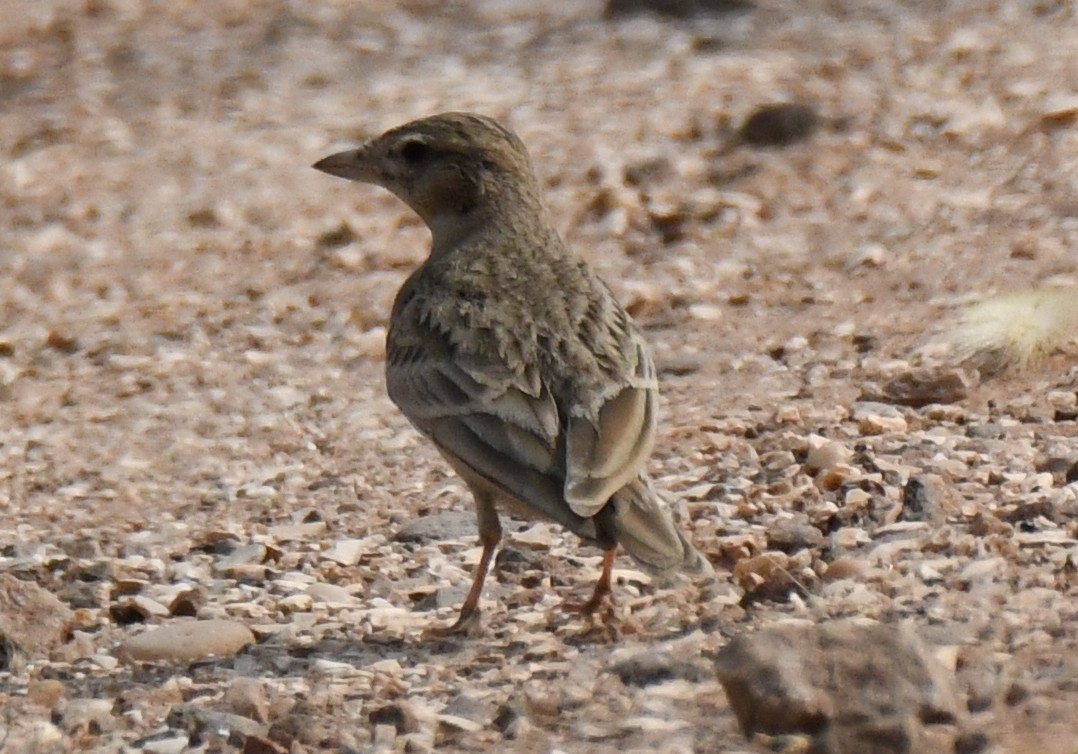 Mongolian Short-toed Lark - ML646103648