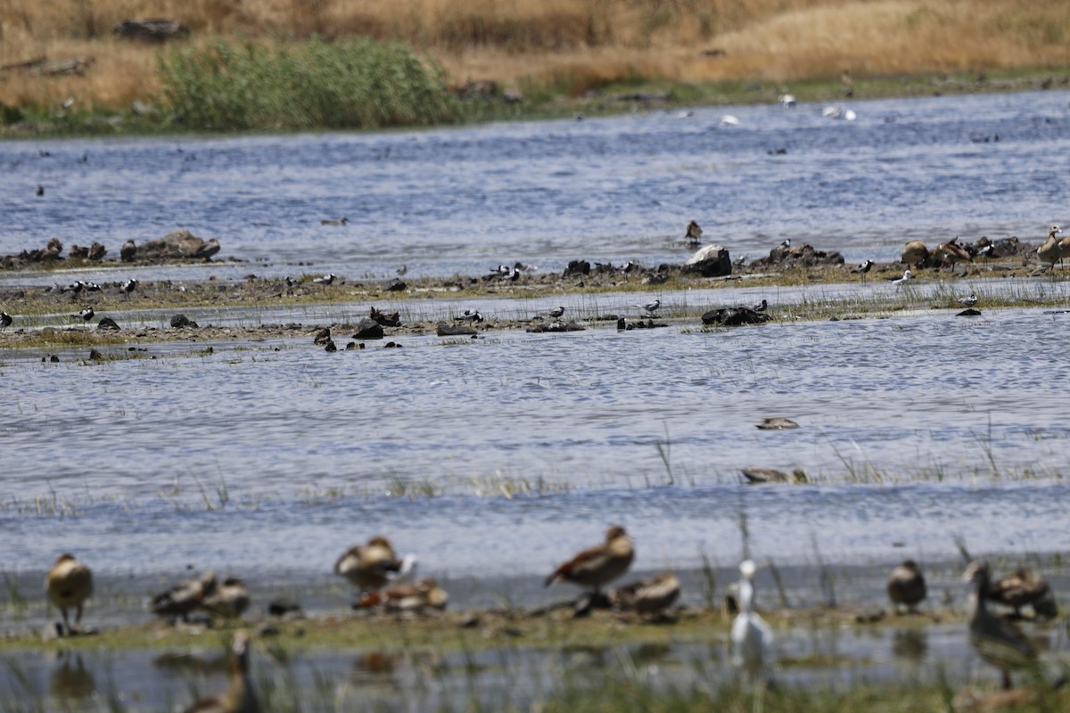 Blacksmith Lapwing - ML646103652
