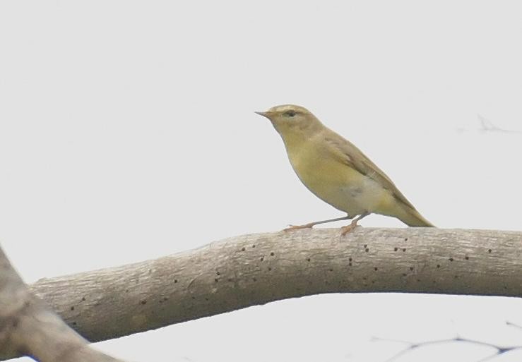 Willow Warbler - ML646103654