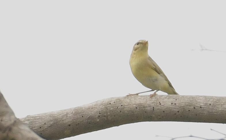 Willow Warbler - ML646103660