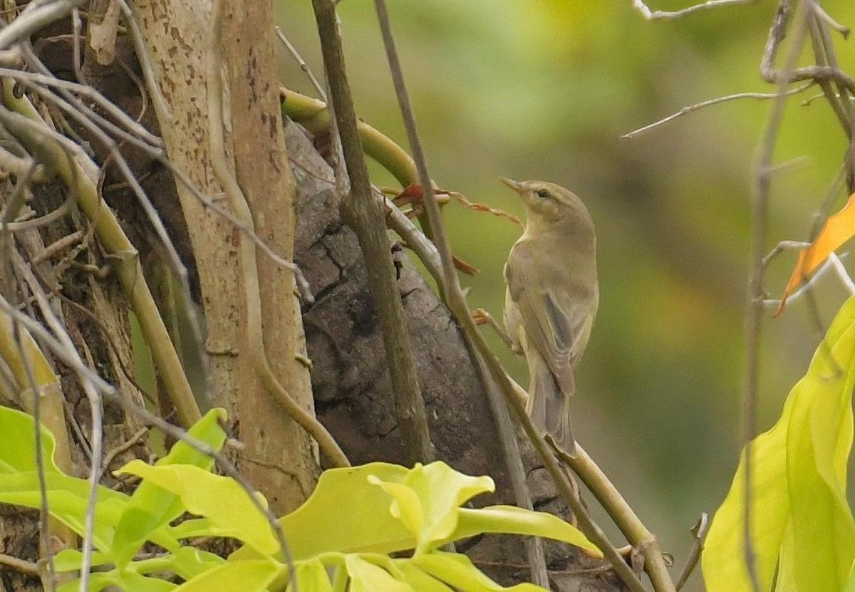 Willow Warbler - ML646103664