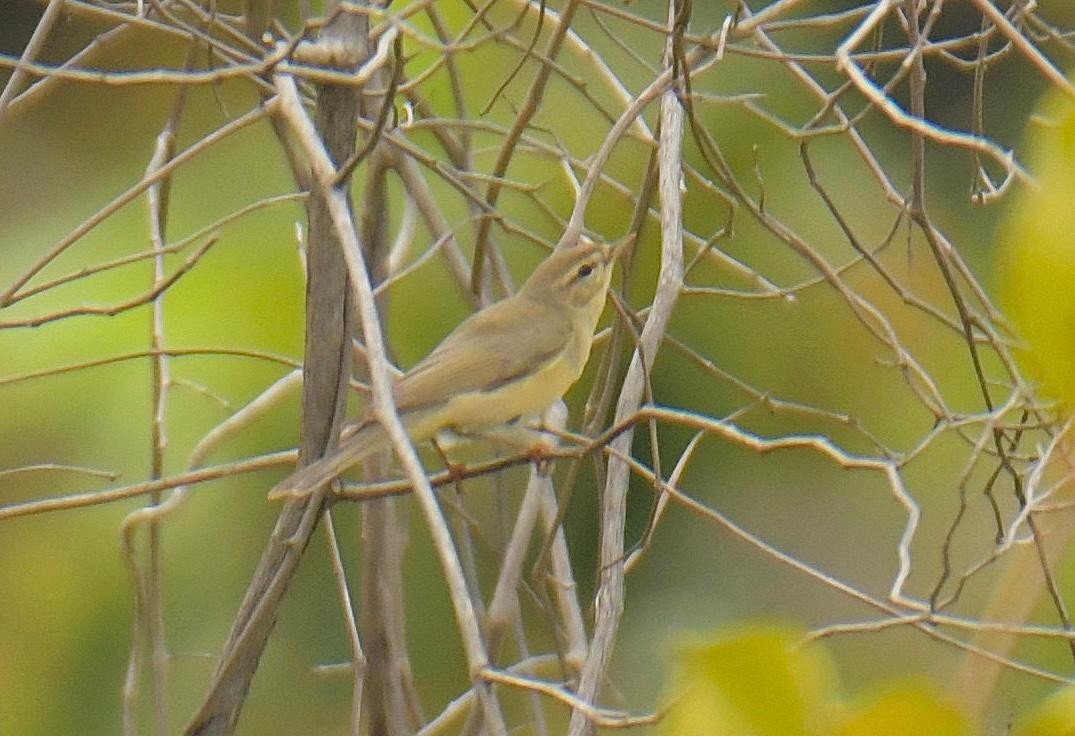Willow Warbler - ML646103665