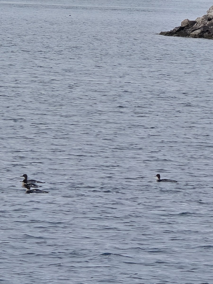 Red-breasted Merganser - ML646103673