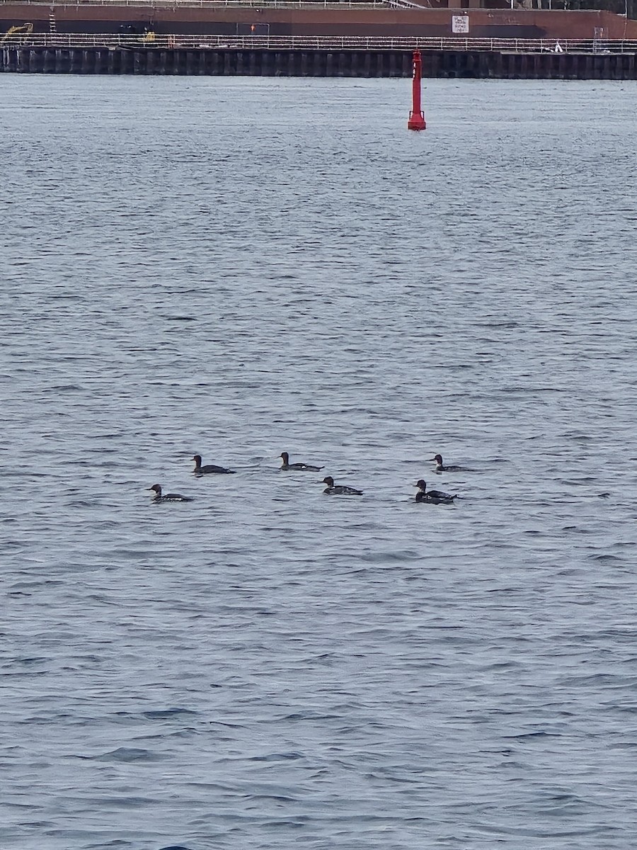 Red-breasted Merganser - ML646103674