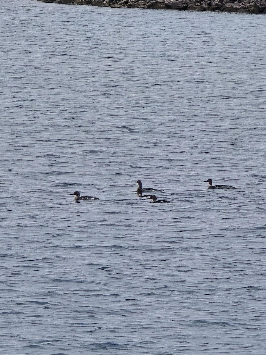 Red-breasted Merganser - ML646103675