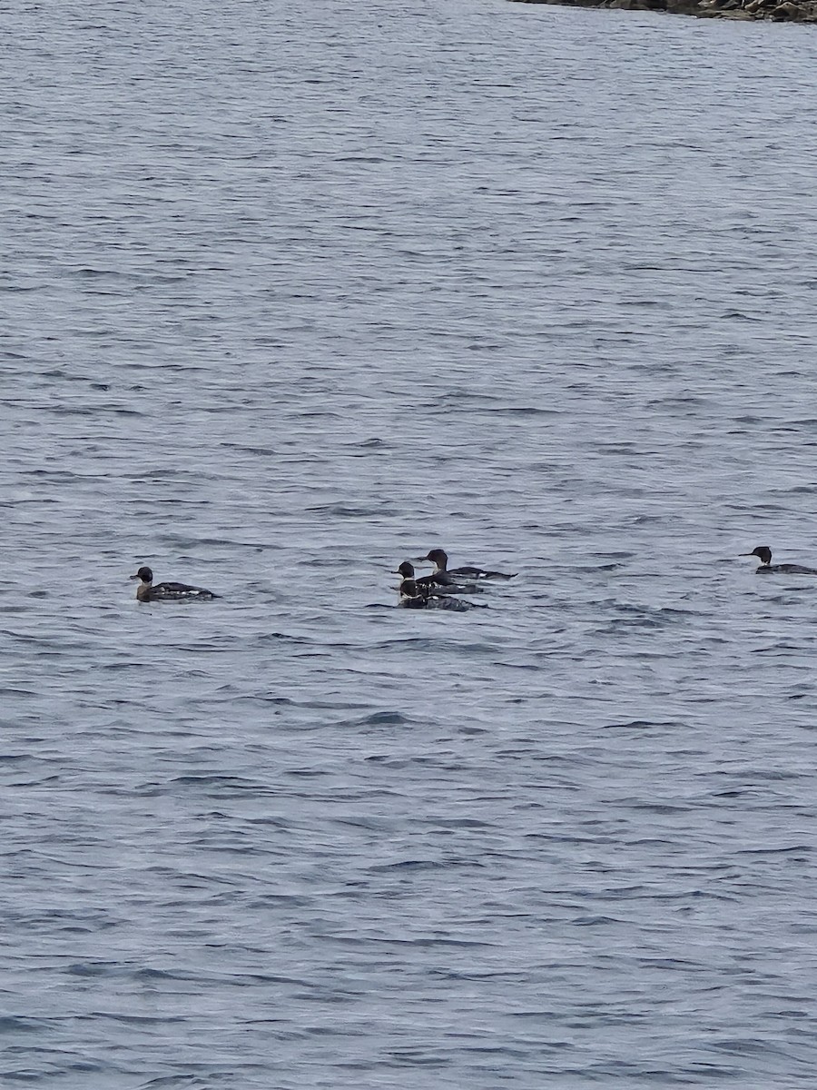 Red-breasted Merganser - ML646103676