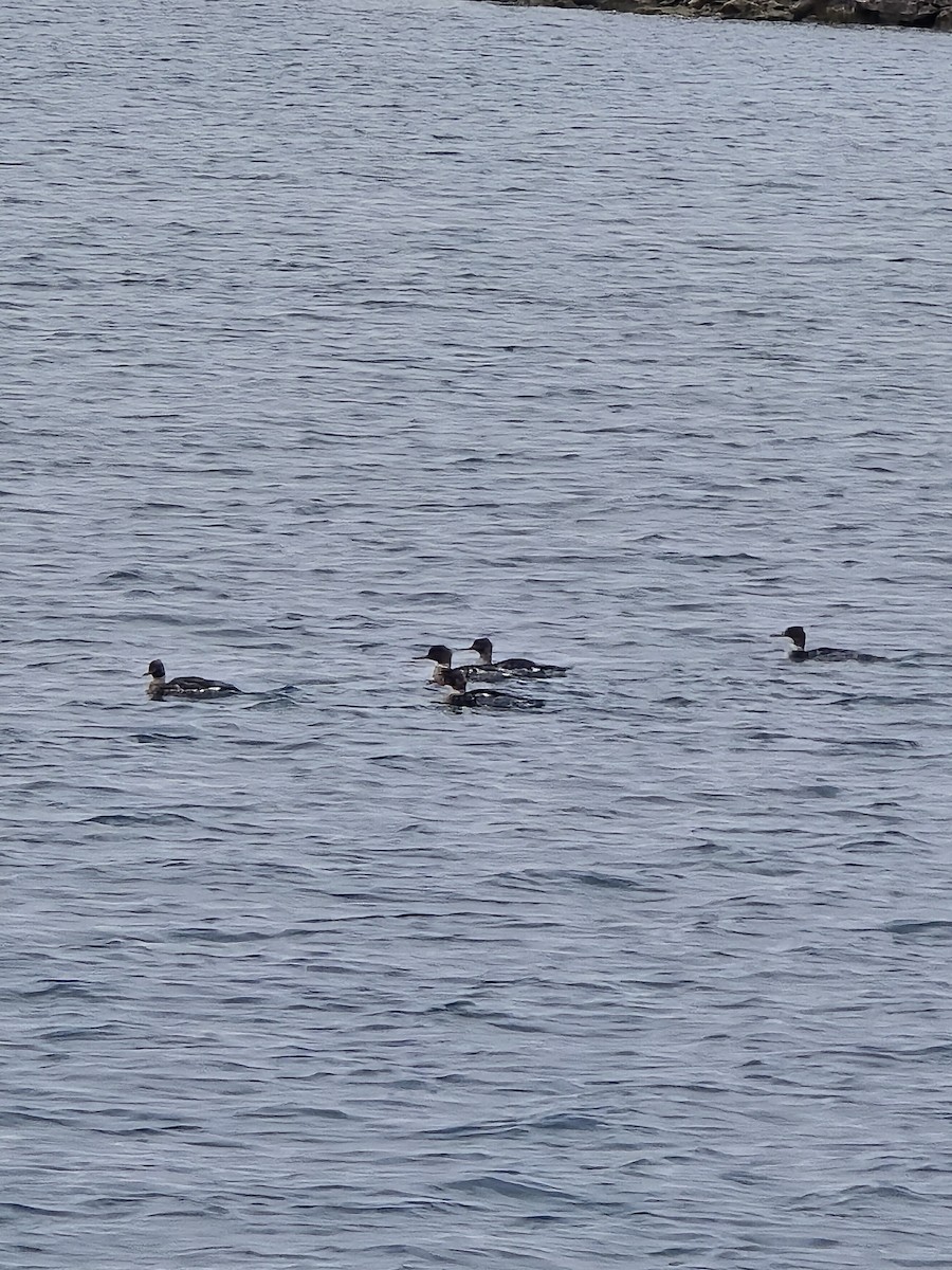 Red-breasted Merganser - ML646103677