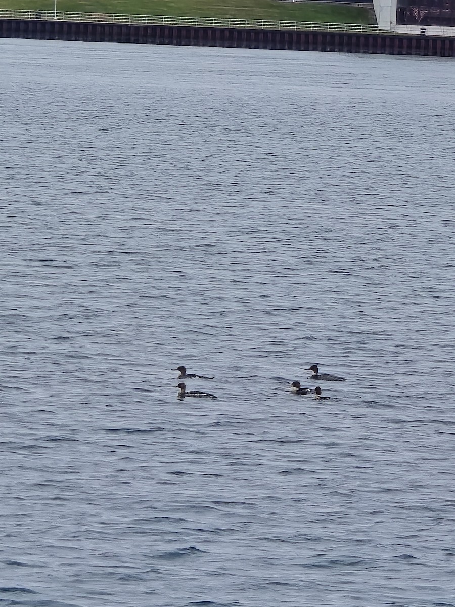 Red-breasted Merganser - ML646103678
