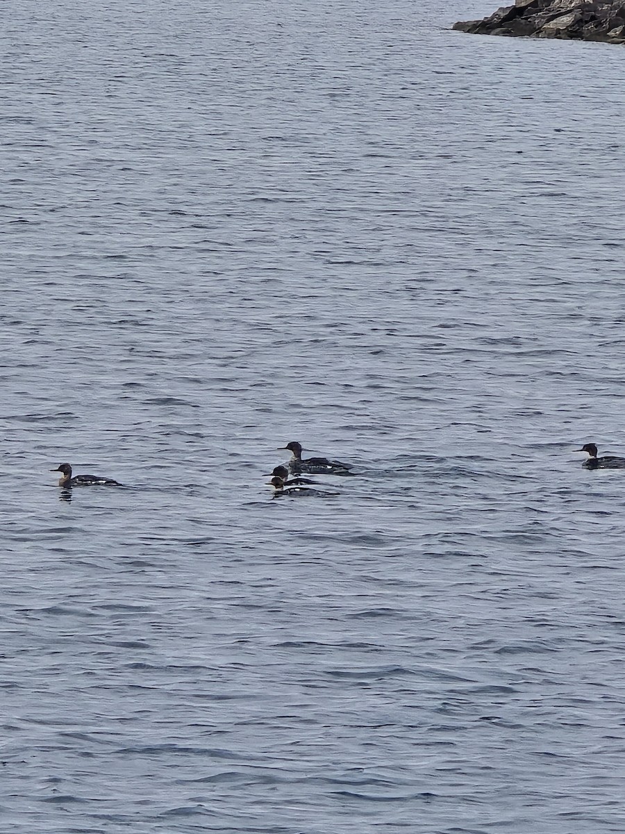 Red-breasted Merganser - ML646103679