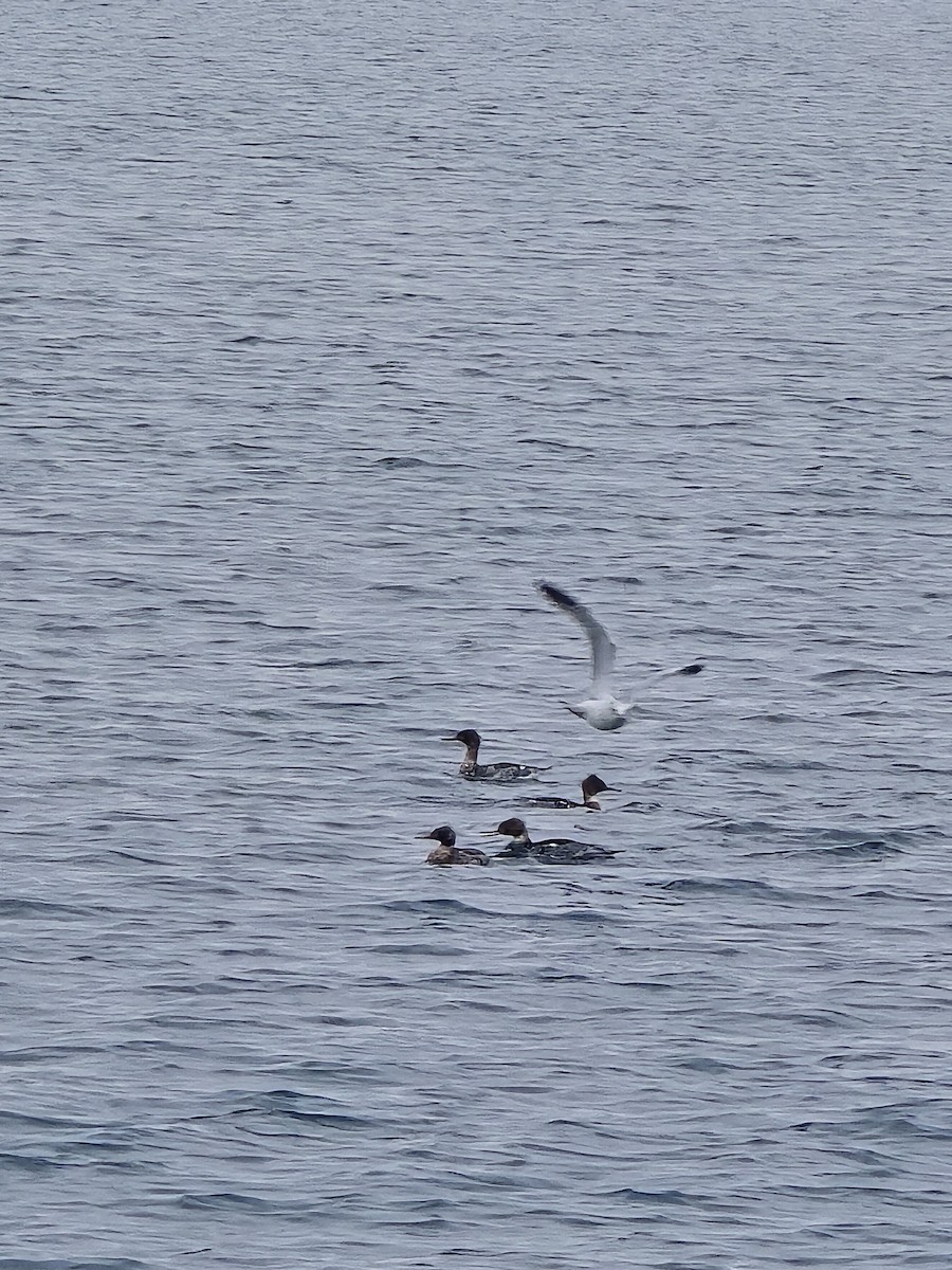 Red-breasted Merganser - ML646103680