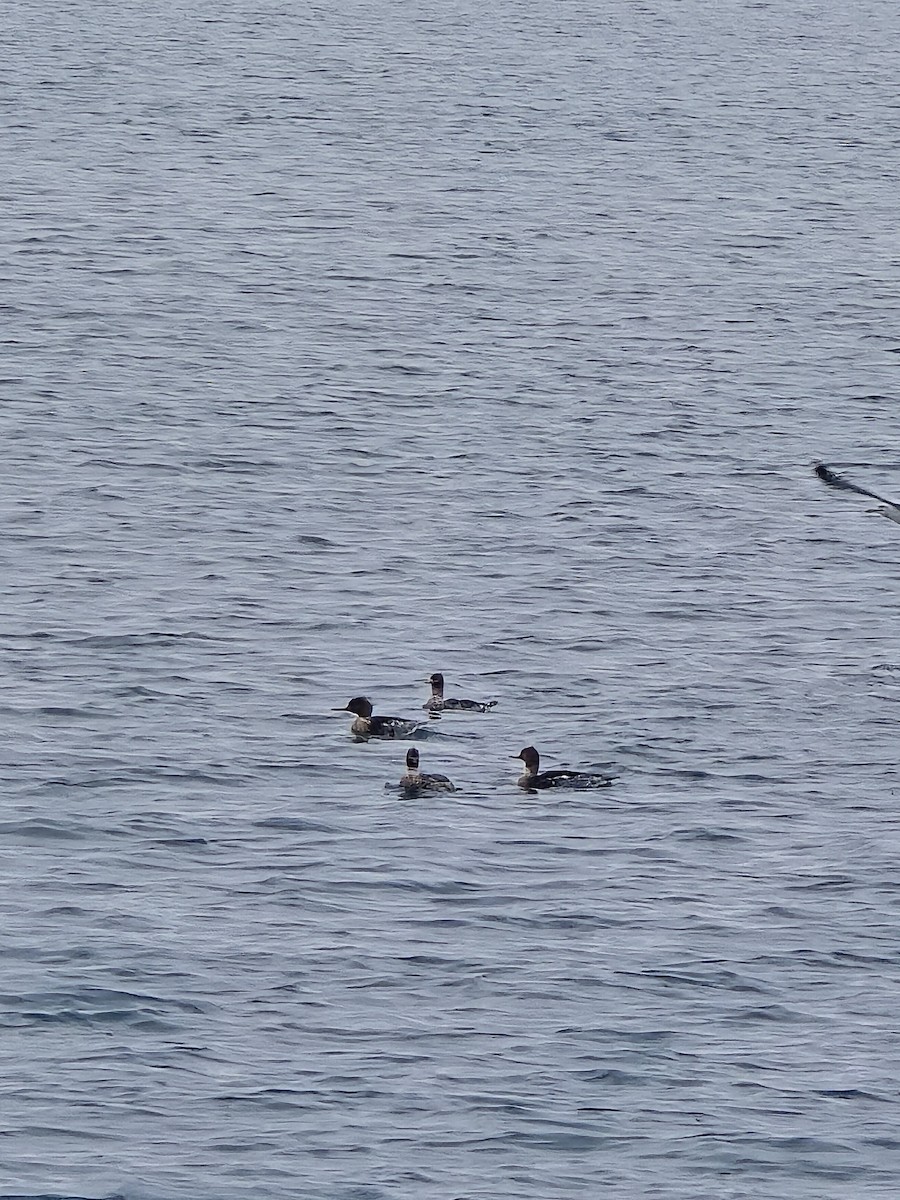 Red-breasted Merganser - ML646103681
