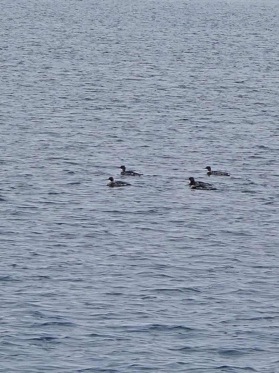 Red-breasted Merganser - ML646103682