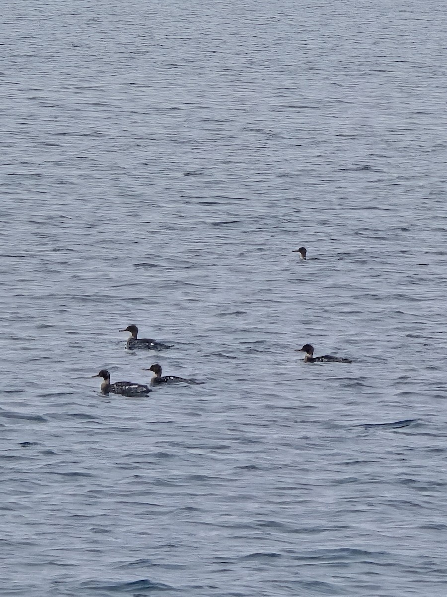Red-breasted Merganser - ML646103683