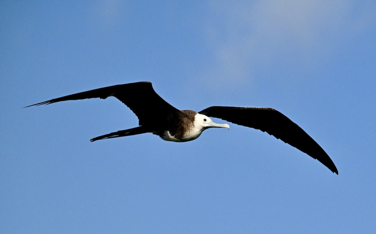 Magnificent Frigatebird - ML646103686