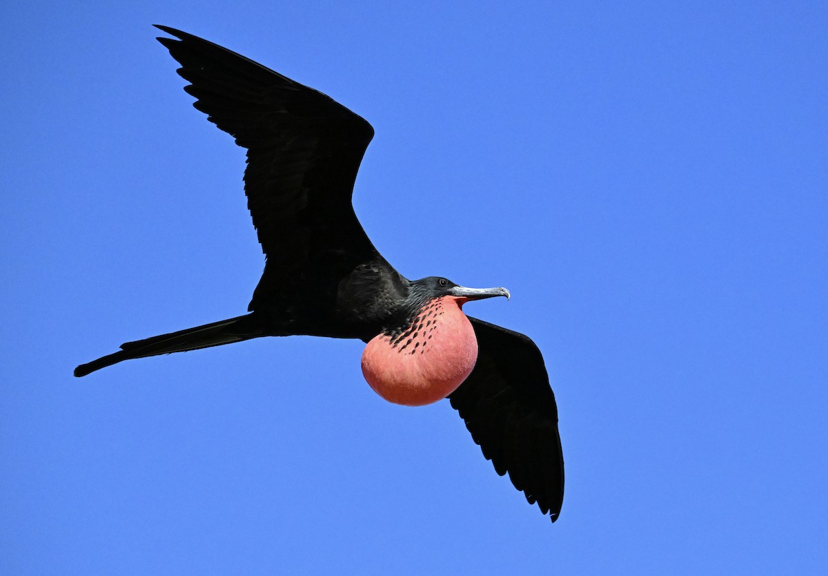 Magnificent Frigatebird - ML646103687