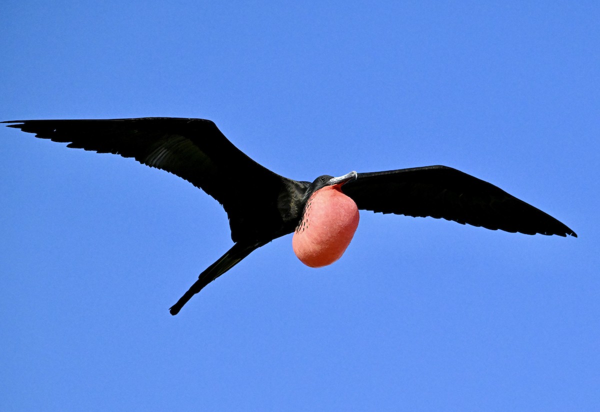 Magnificent Frigatebird - ML646103688