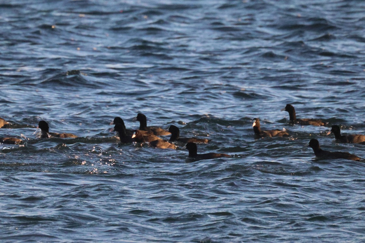 Folaga - ML646103691