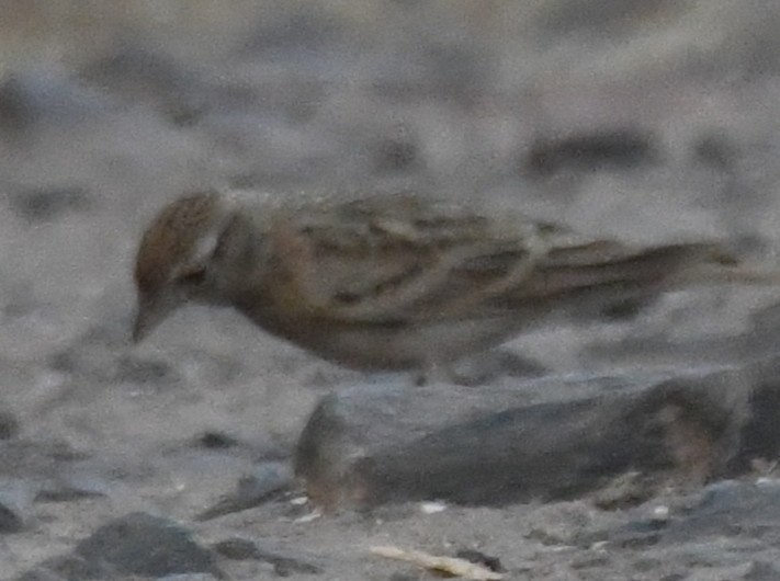 Mongolian Short-toed Lark - ML646103699
