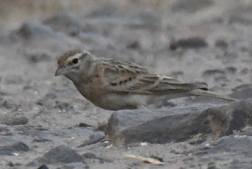 Mongolian Short-toed Lark - ML646103700