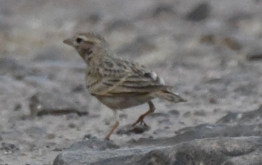 Mongolian Short-toed Lark - ML646103715