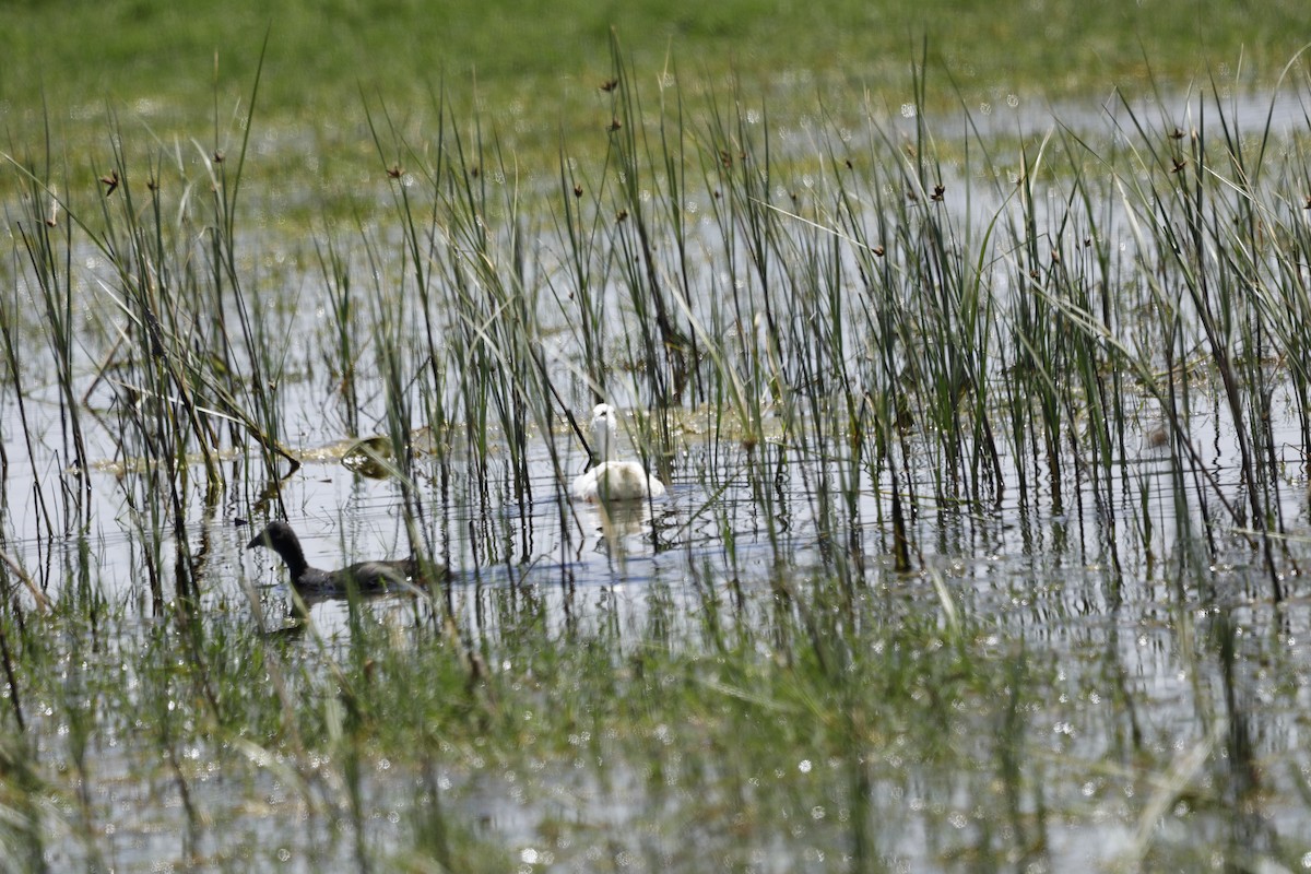 Mallard (Domestic type) - ML646103716