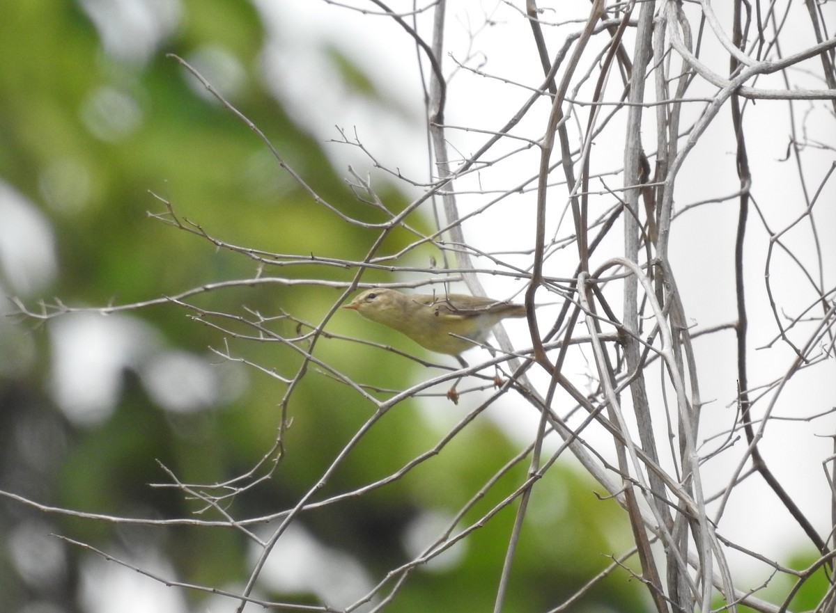 Luì grosso - ML646103719