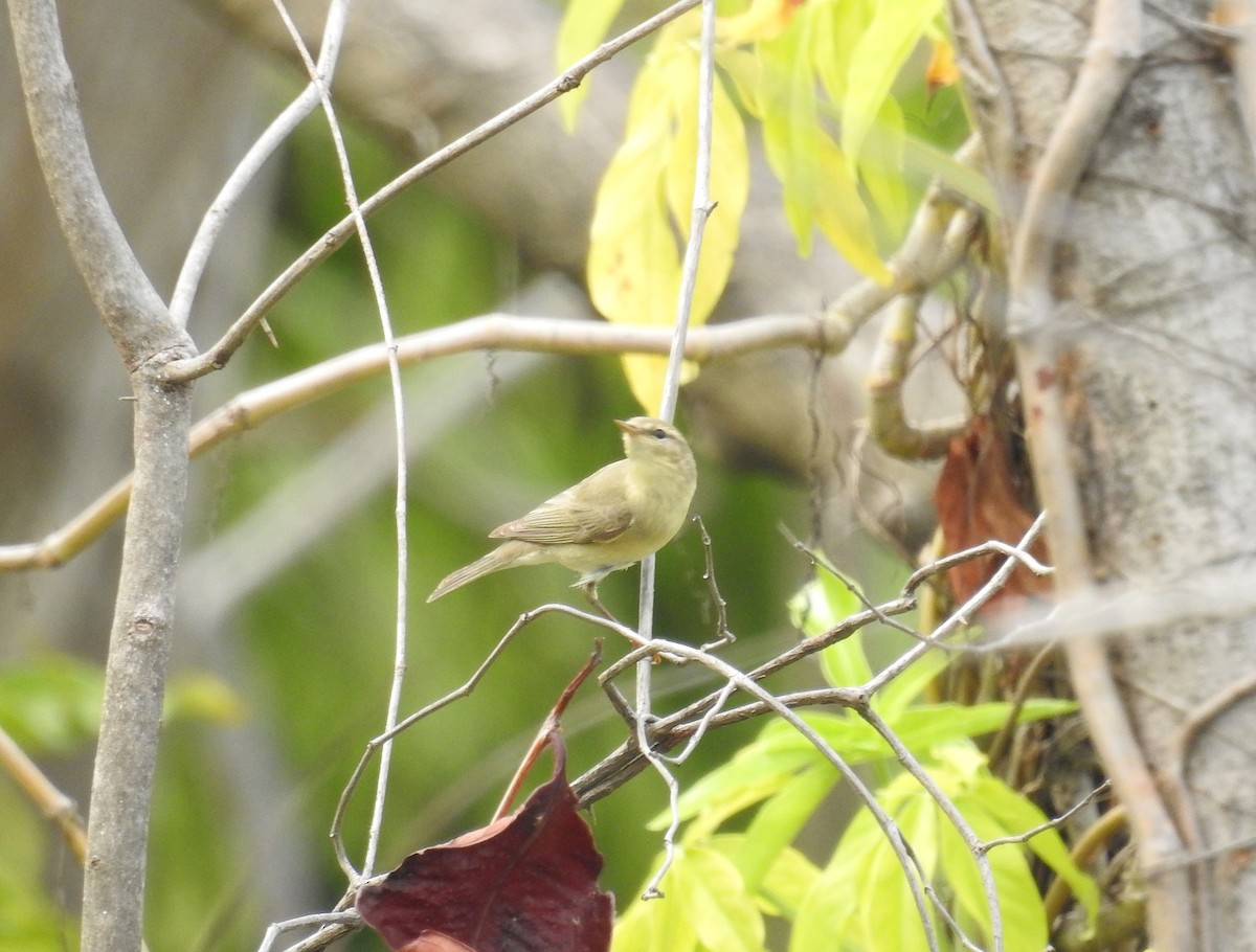 Luì grosso - ML646103721