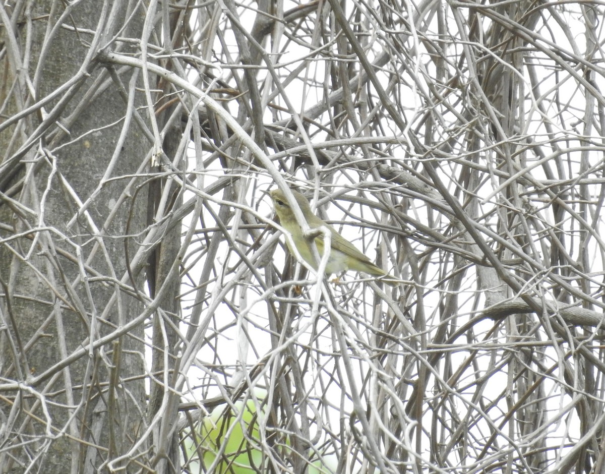 Luì grosso - ML646103722