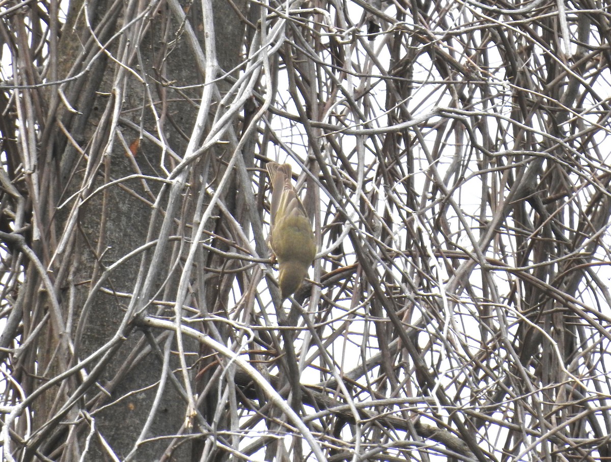 Luì grosso - ML646103723