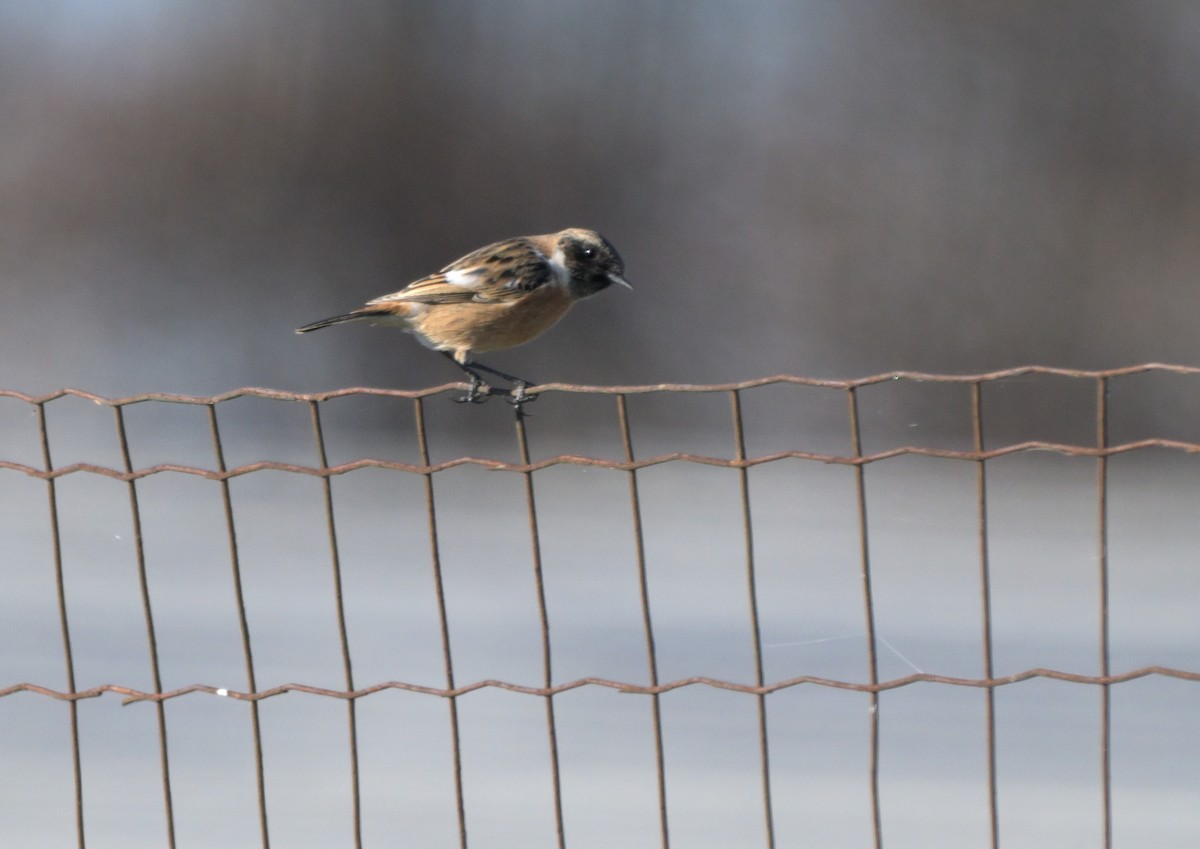 European Stonechat - ML646103724