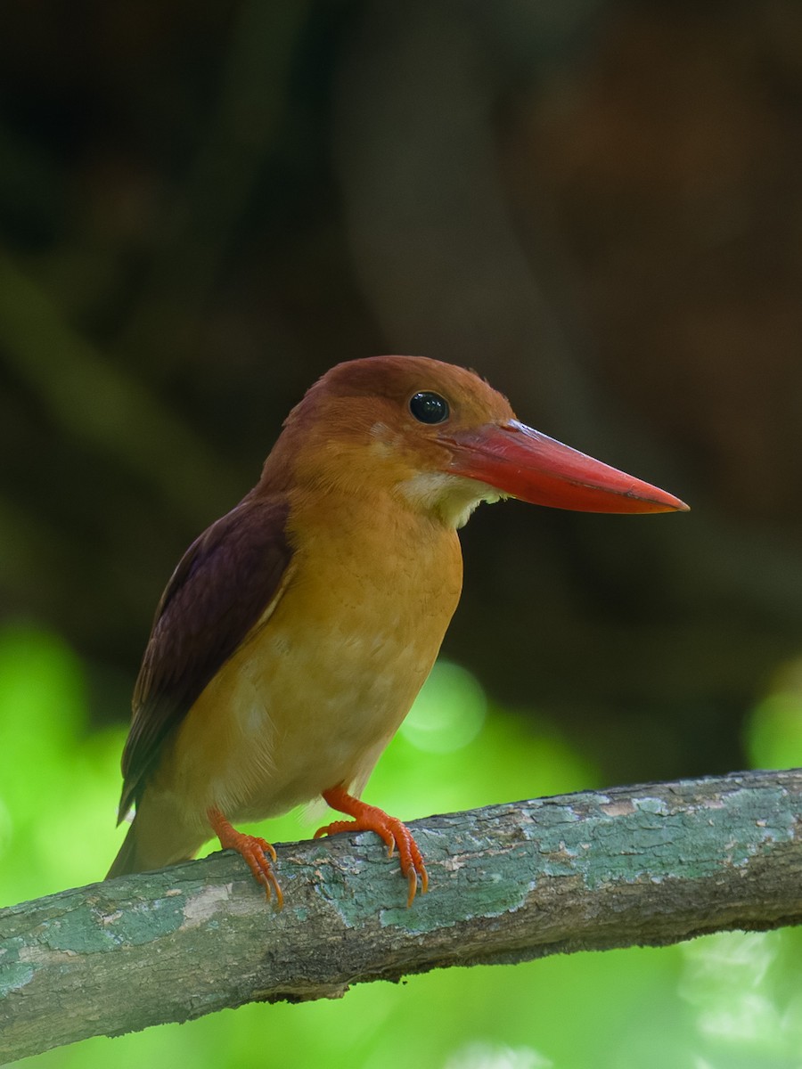 Ruddy Kingfisher - ML646103725