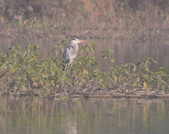 Gray Heron - ML646103726