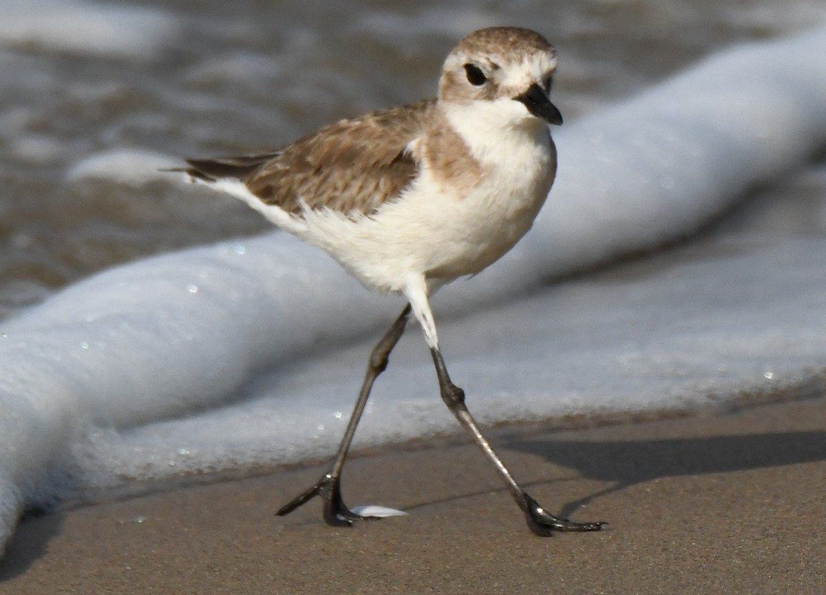 Tibet Cılıbıtı - ML646103737