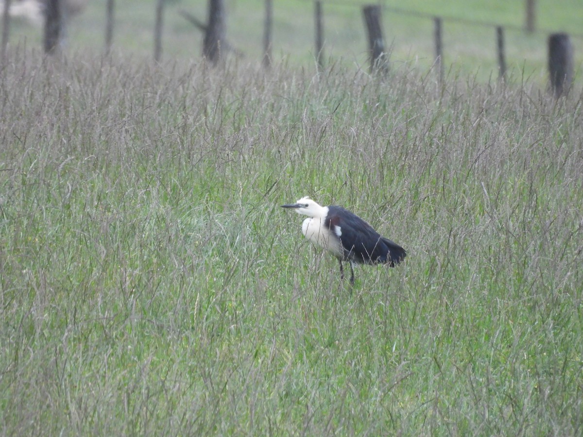 Pacific Heron - ML646103738
