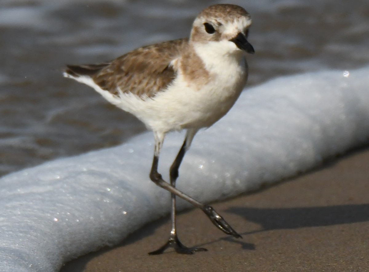 Tibet Cılıbıtı - ML646103739