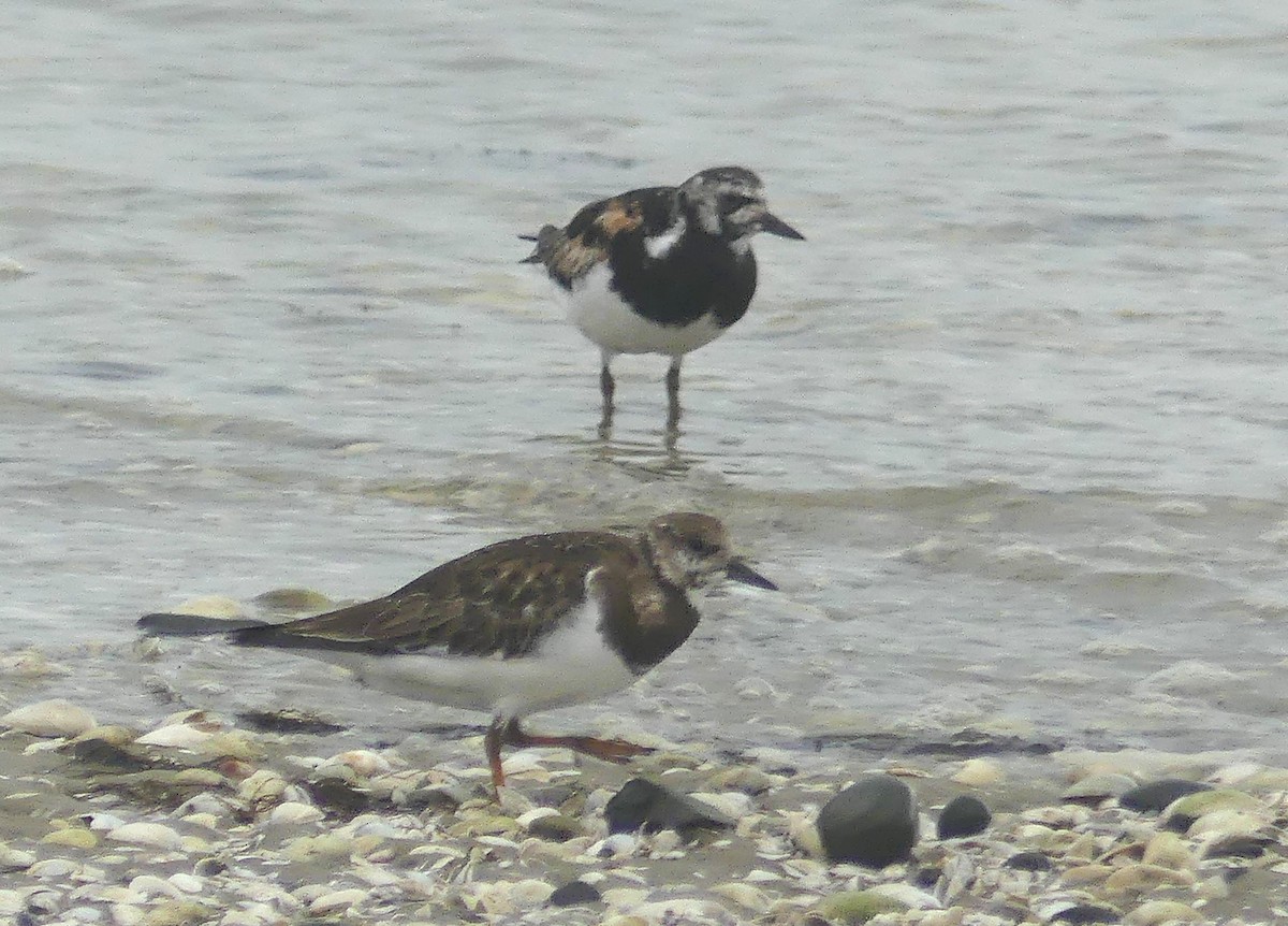 Ruddy Turnstone - ML646103740