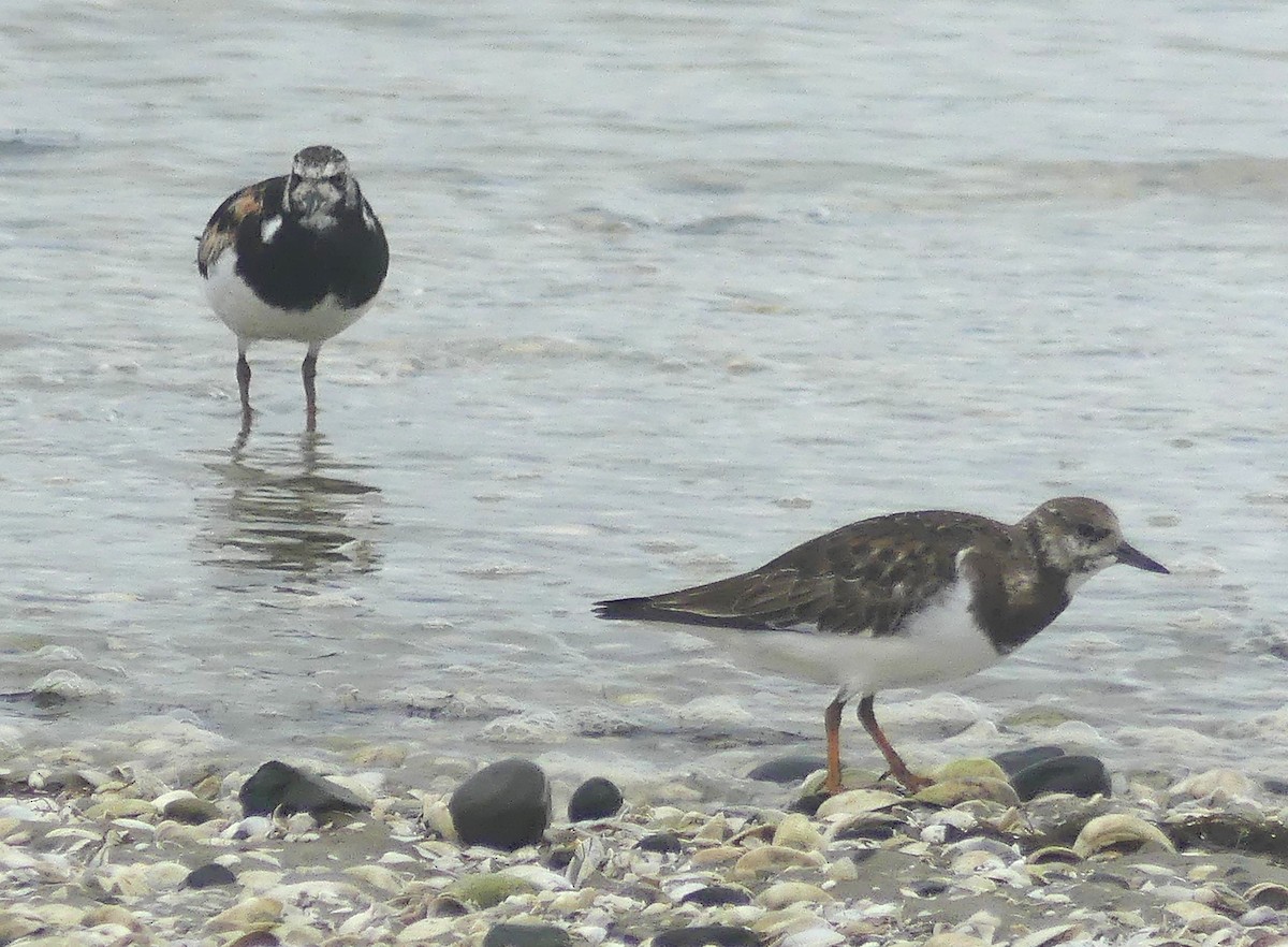 Ruddy Turnstone - ML646103744