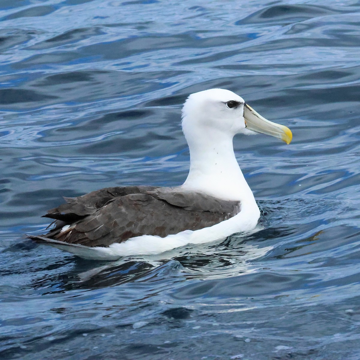 White-capped Albatross - ML646103746