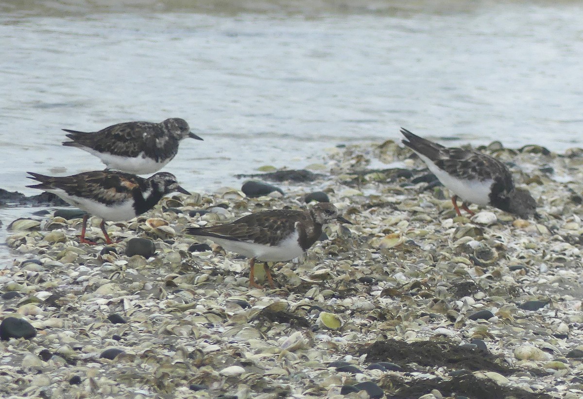 Ruddy Turnstone - ML646103747