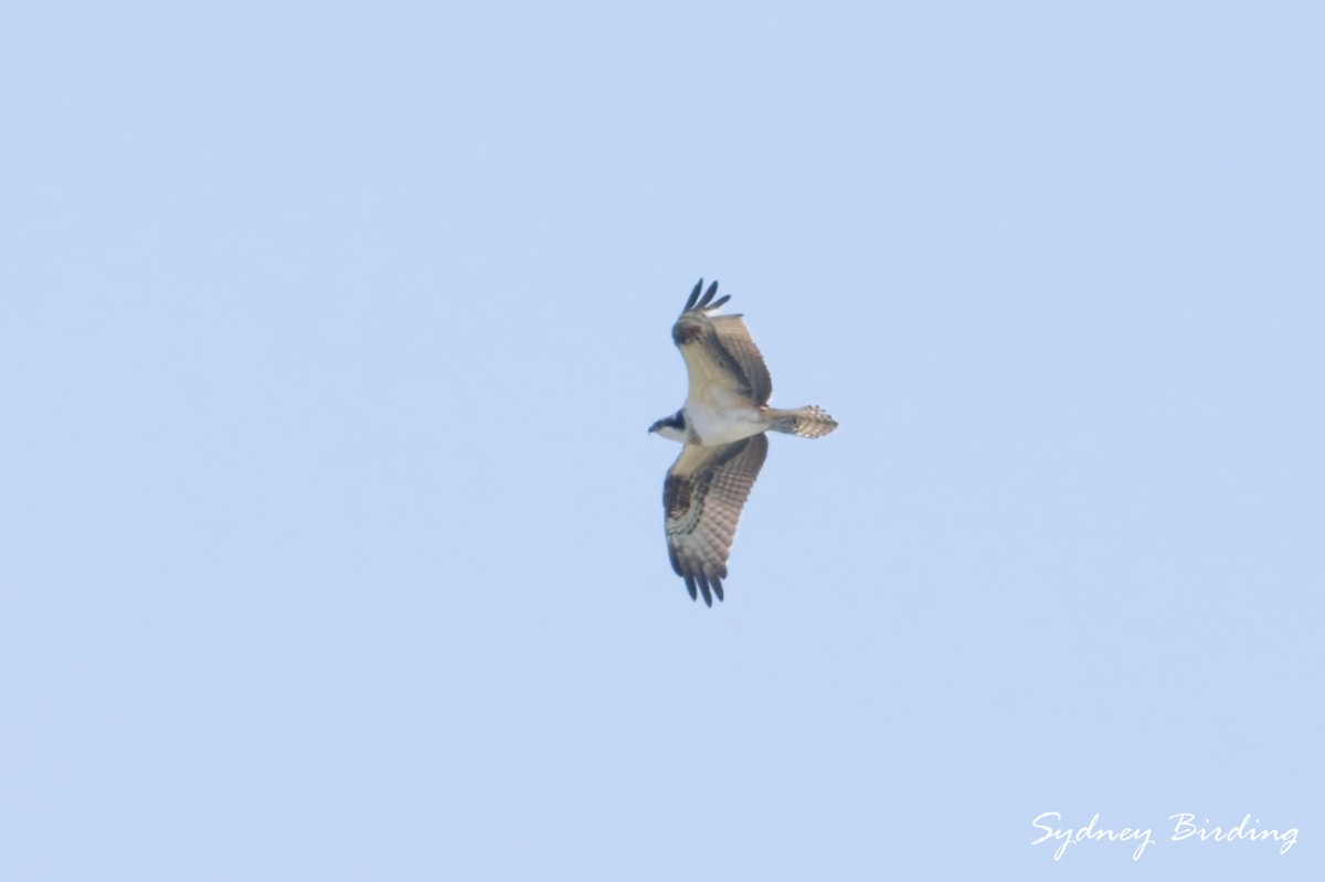 Fischadler - ML646103750