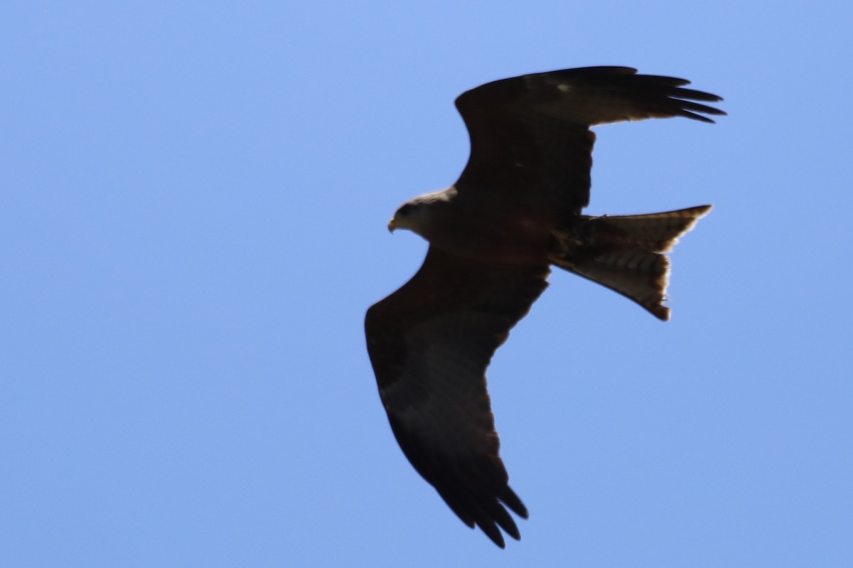 Black Kite - ML646103760