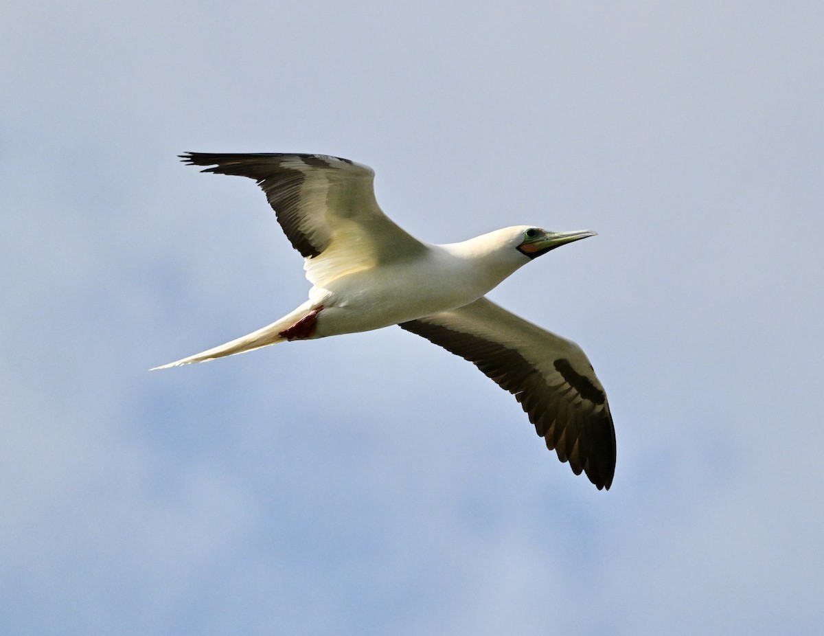 Red-footed Booby - ML646103763