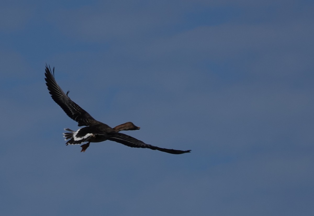Ánsar Campestre de la Tundra - ML646103764