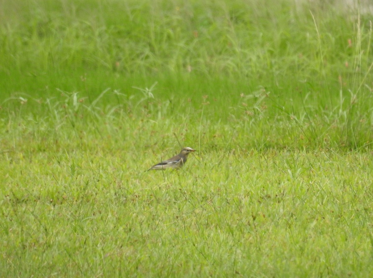 Red-billed Starling - ML646103765