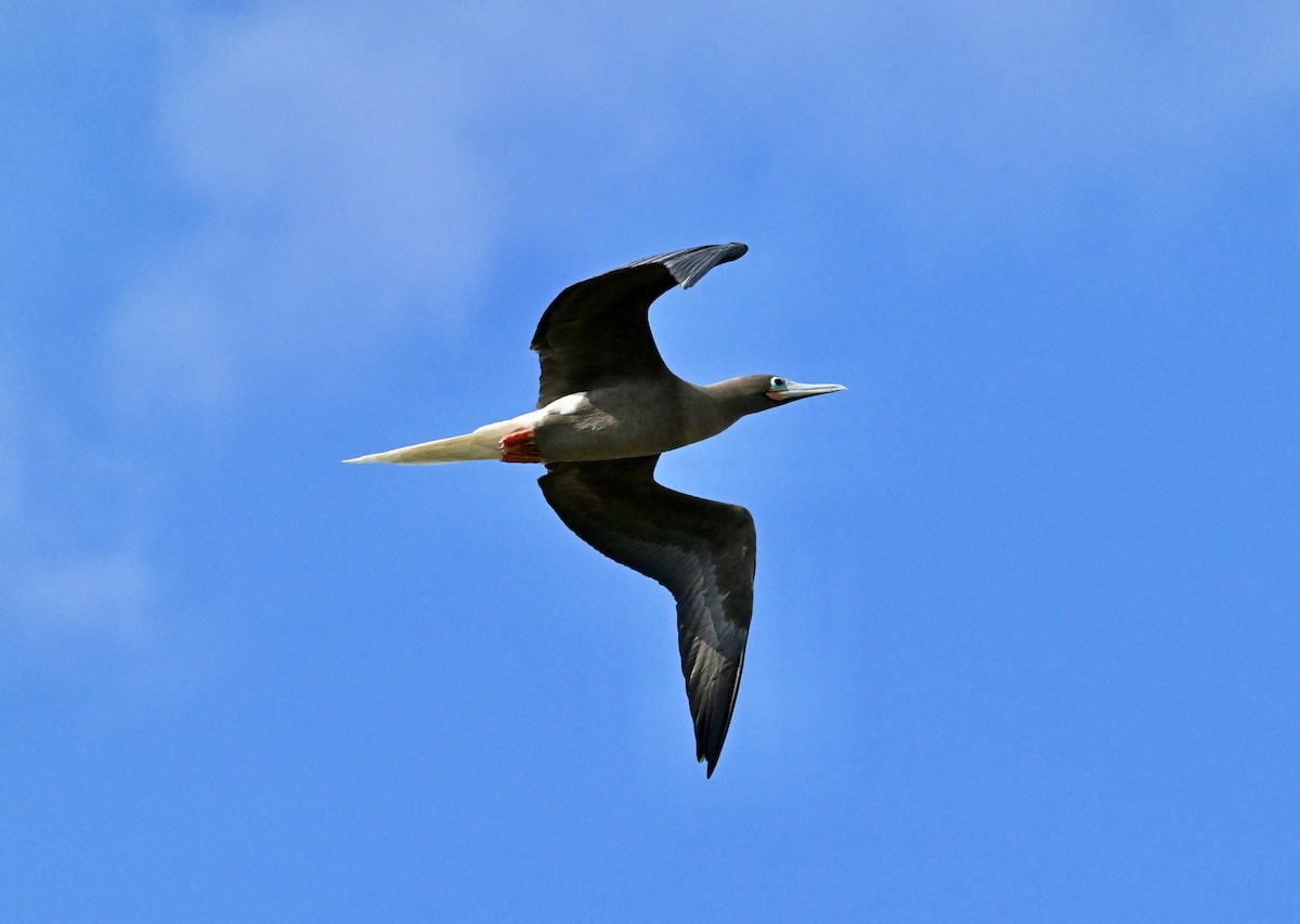 Red-footed Booby - ML646103766