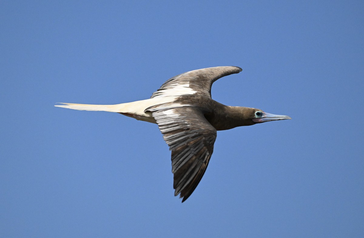 Red-footed Booby - ML646103767